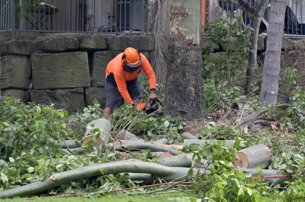 Best Tree Removal  in Bonham, TX