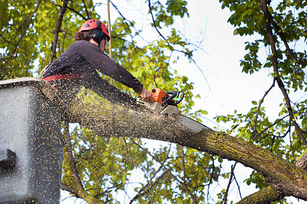 Trusted Bonham, TX Tree Removal Experts